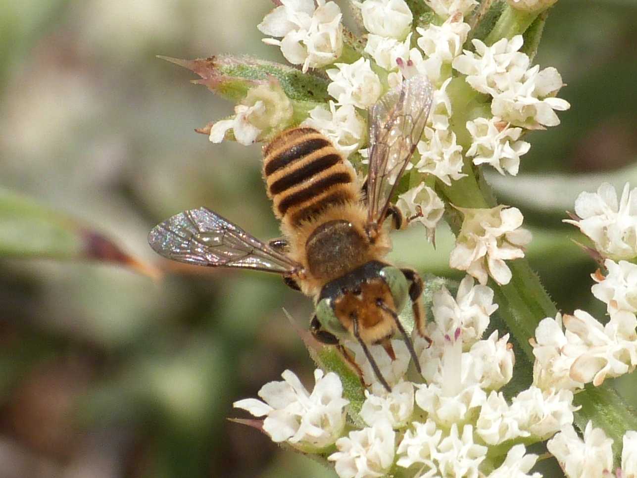 Piccolo megachile biondo occhi verdi